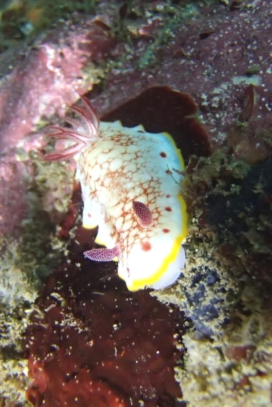 AQUAPRISMダイビングクラブ_4