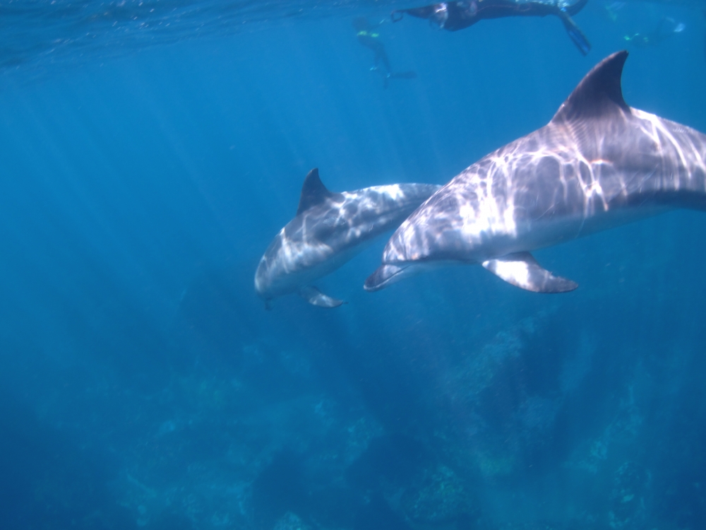 Diving Shop SEVEN7_194