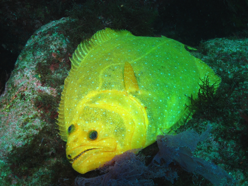 Diving Shop SEVEN7_173