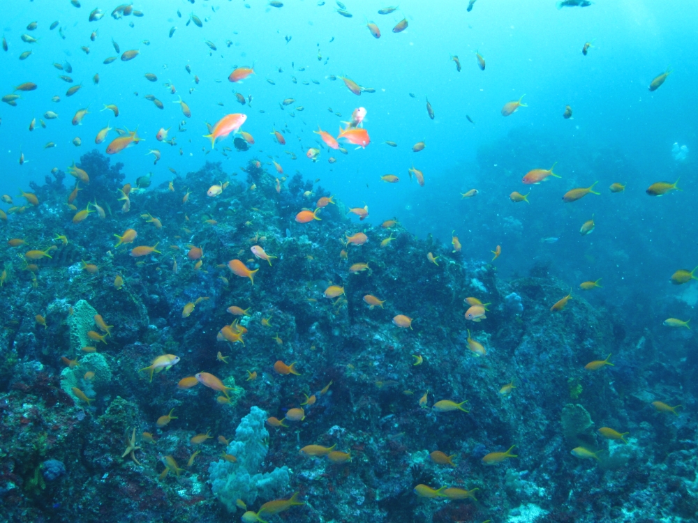 Diving Shop SEVEN7_165