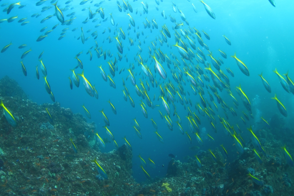 Diving Shop SEVEN7_158