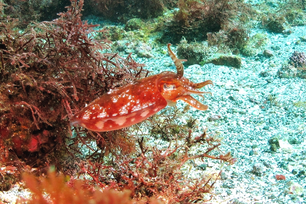 Diving Shop SEVEN7_155