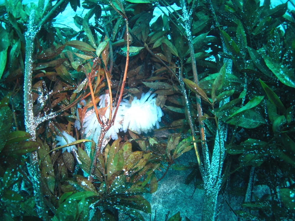 Diving Shop SEVEN7_154