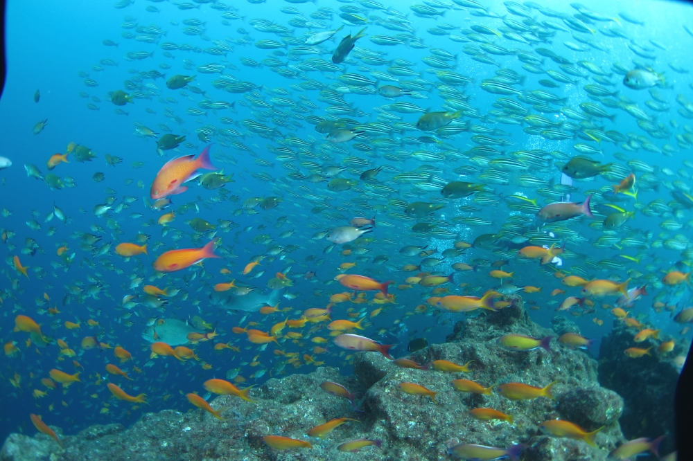 Diving Shop SEVEN7_149