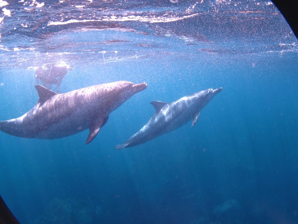 Diving Shop SEVEN7_141