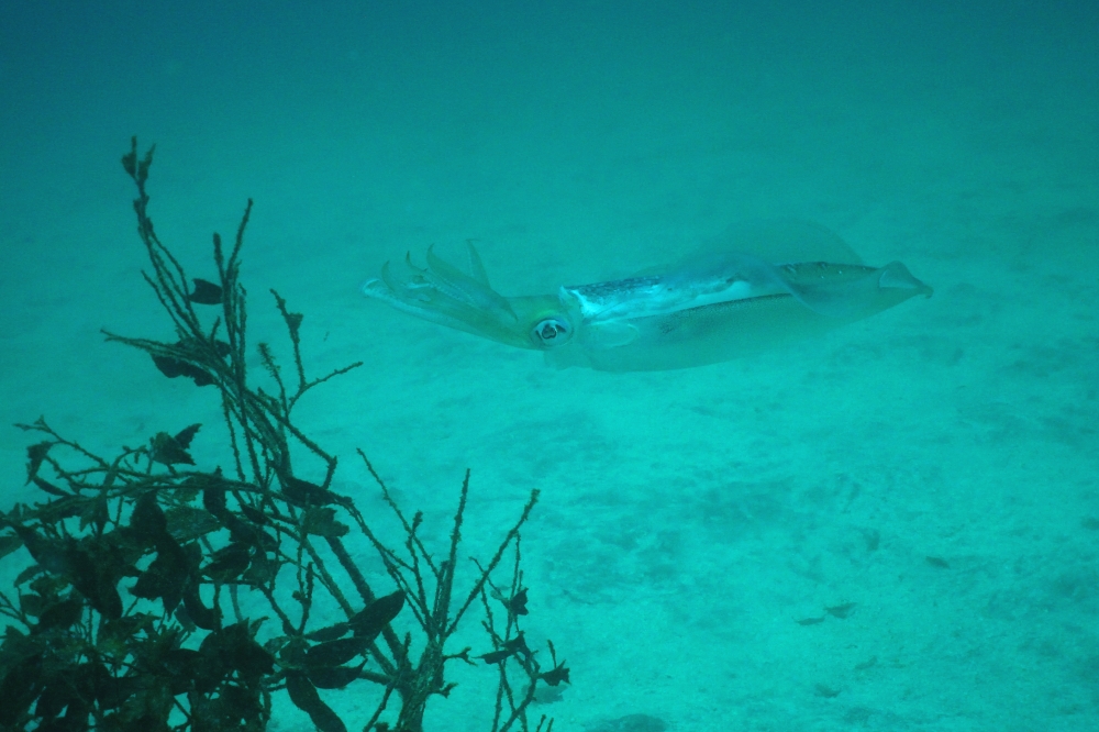 Diving Shop SEVEN7_109