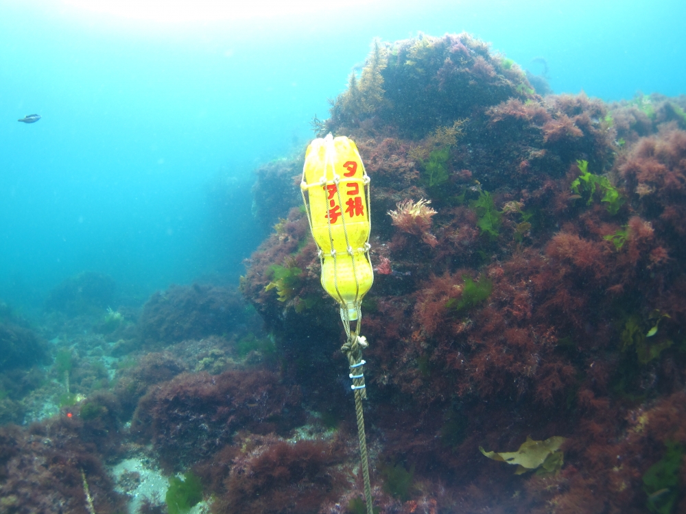 Diving Shop SEVEN7_96