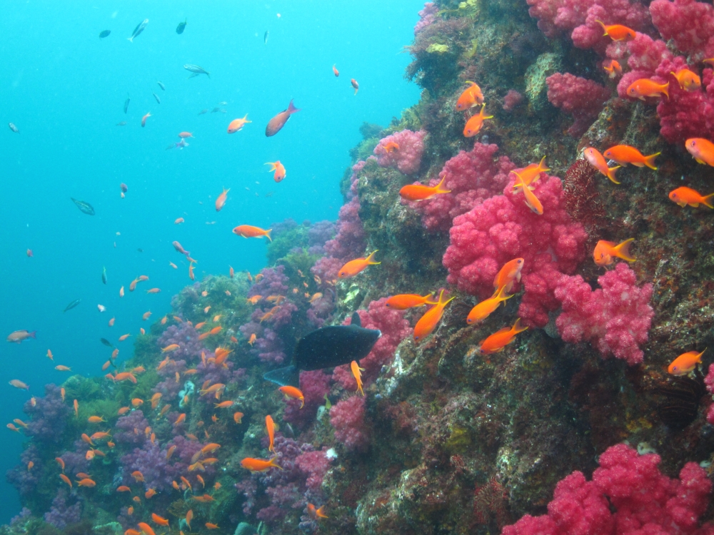 Diving Shop SEVEN7_94