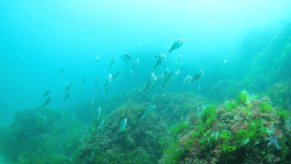 Diving Shop SEVEN7_76