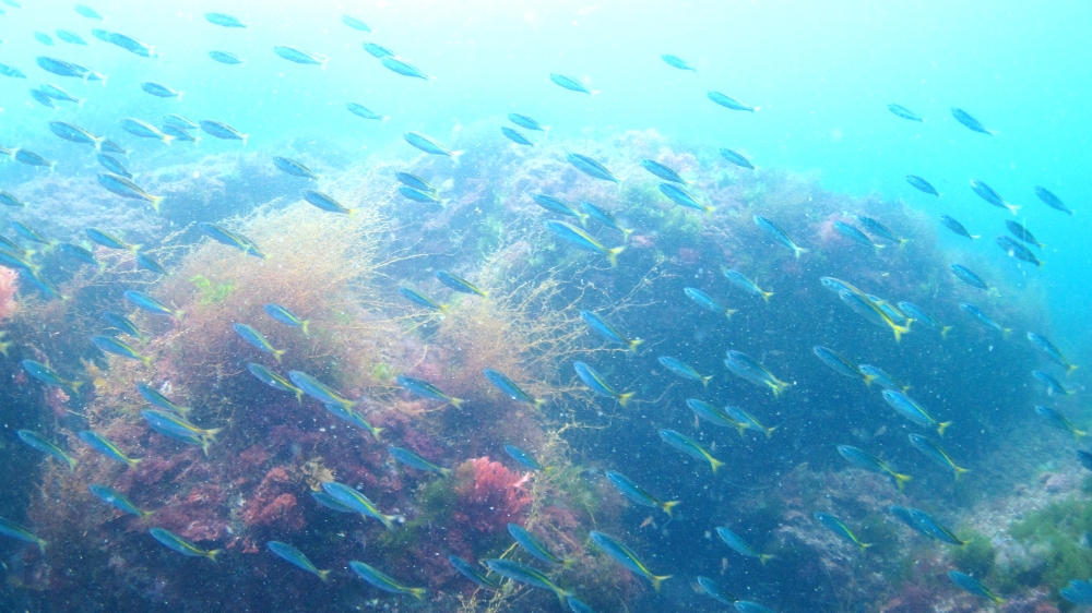 Diving Shop SEVEN7_75