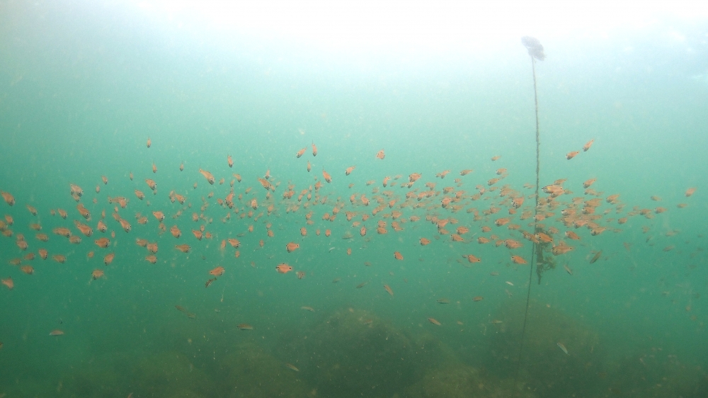 Diving Shop SEVEN7_61