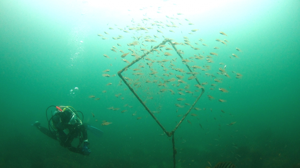 Diving Shop SEVEN7_60