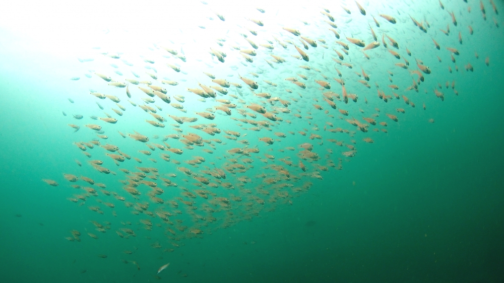 Diving Shop SEVEN7_58