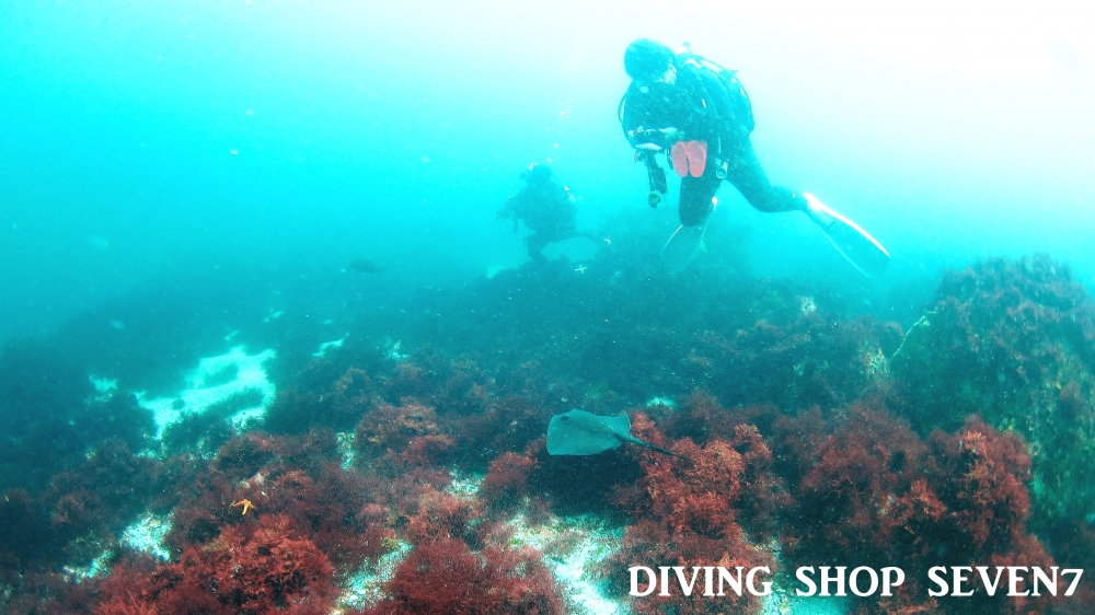 Diving Shop SEVEN7_48