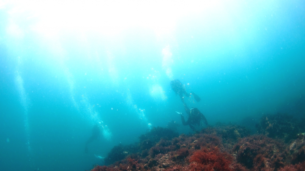 Diving Shop SEVEN7_24