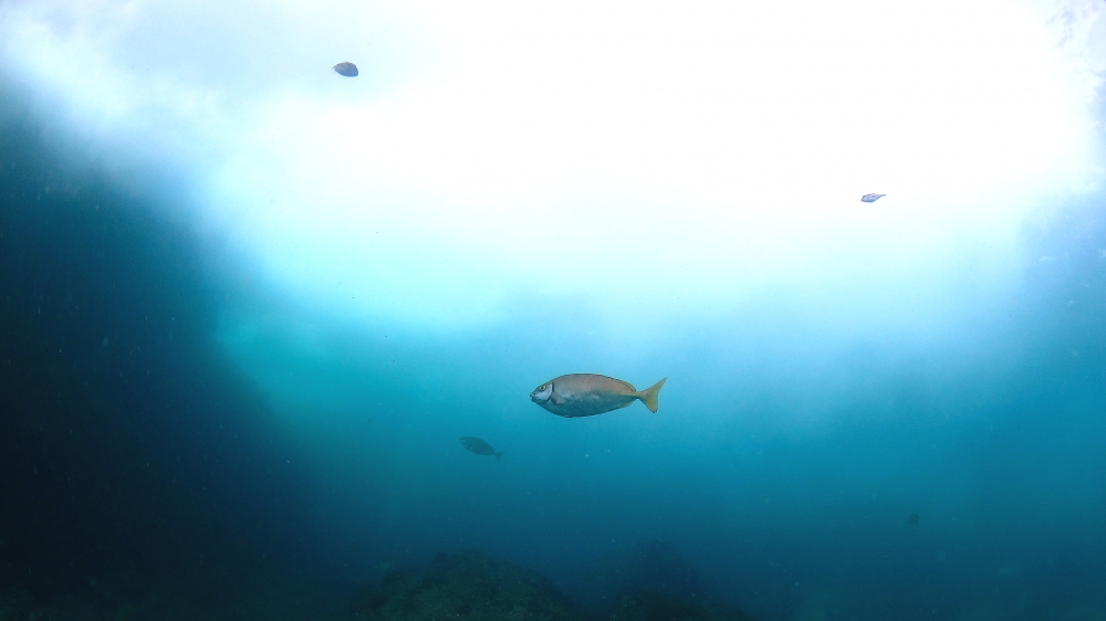 Diving Shop SEVEN7_22