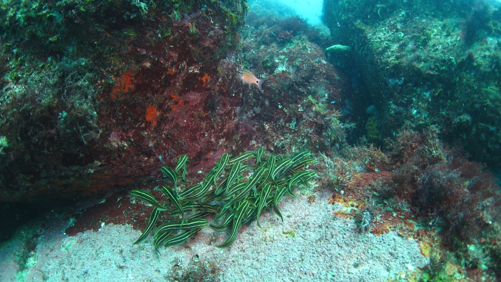 Diving Shop SEVEN7_19