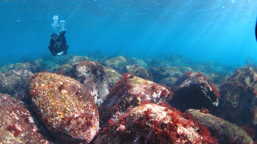 Diving Shop SEVEN7_17