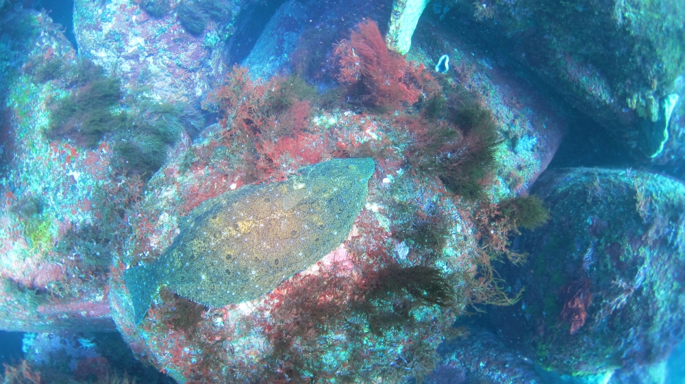 Diving Shop SEVEN7_11