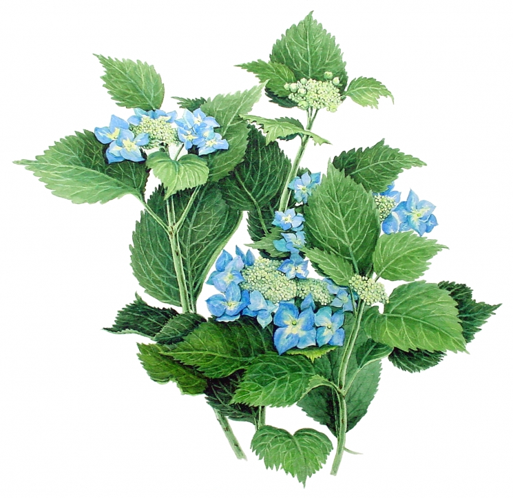 絵画教室アトリエ・バオバブの樹_1