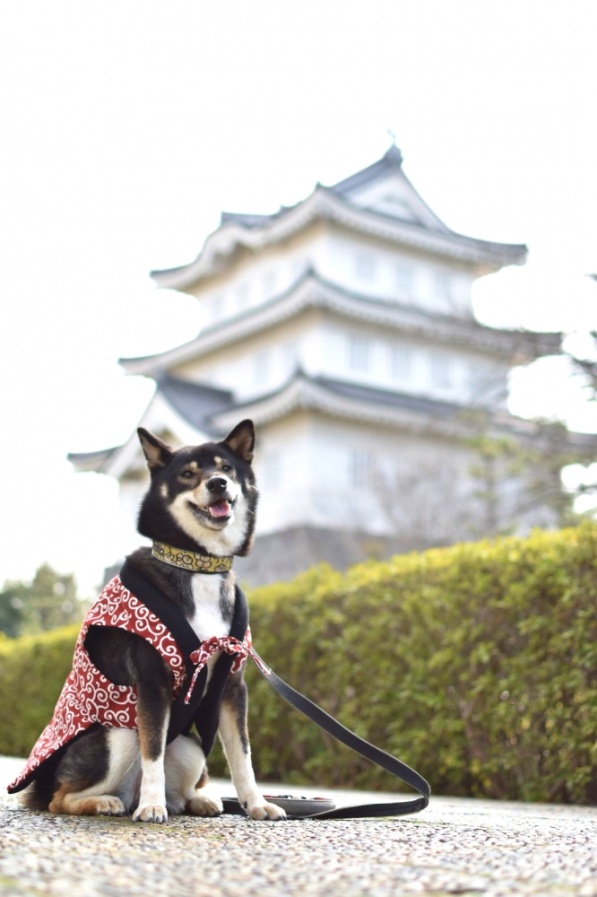 わんこ服教室Melody★house_1