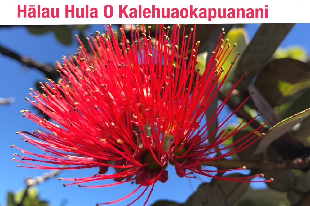Halau Hula O Kalehuaokapuanani
