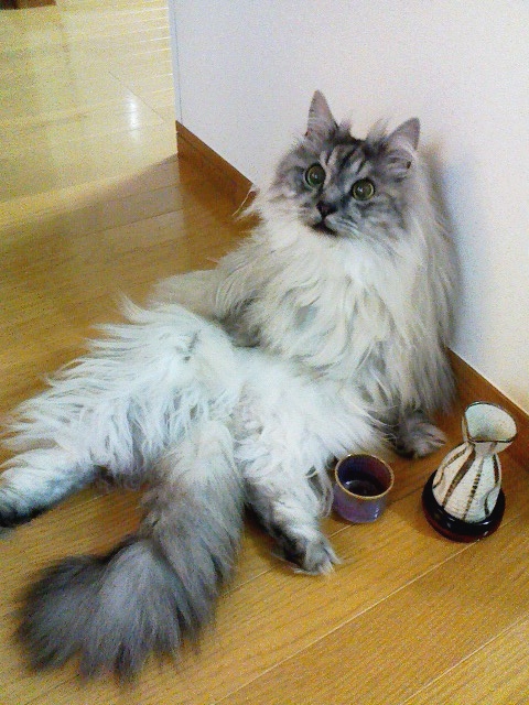 青山ピアノ・声楽教室_1