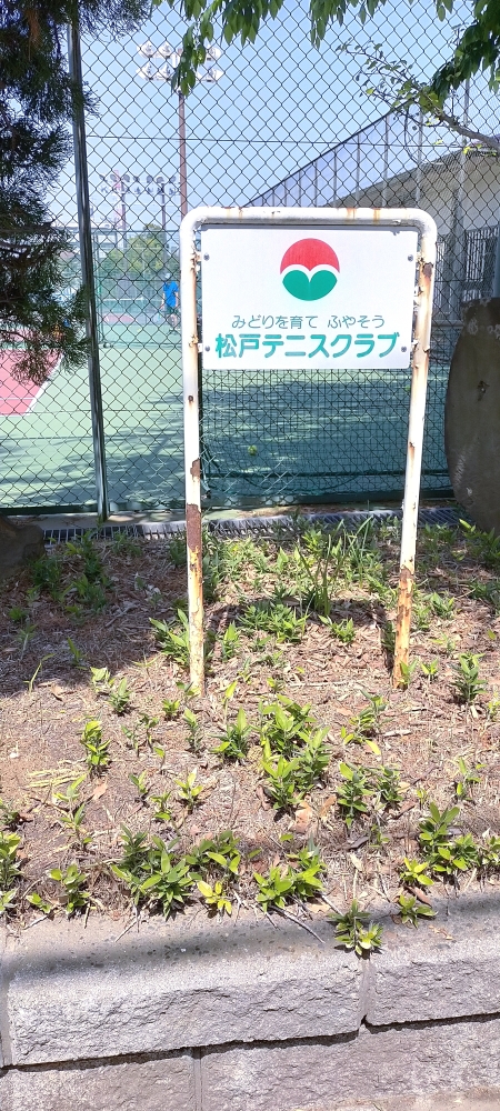 松戸テニススクール_1