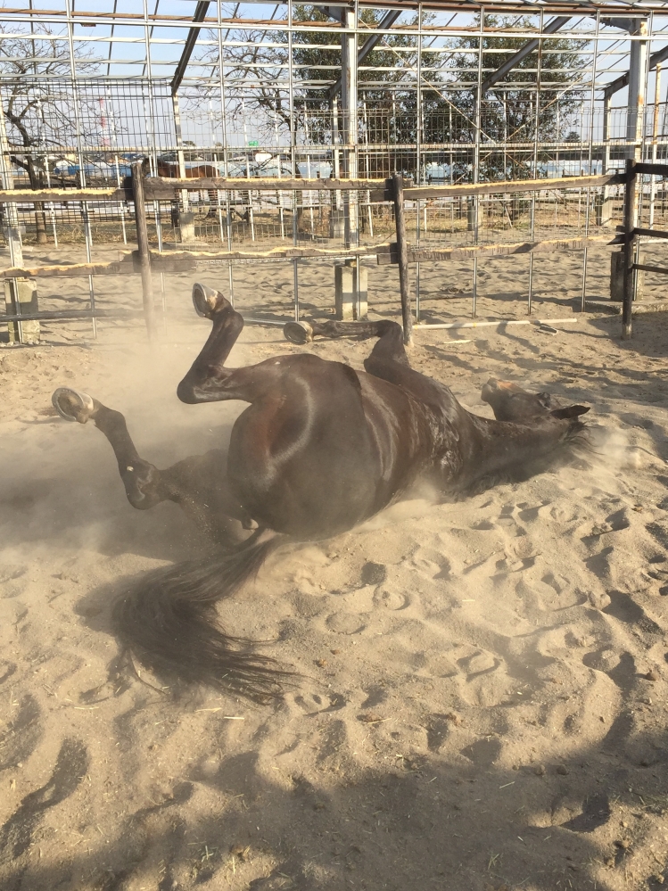 モビーディック乗馬クラブ_9