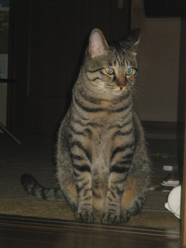 COSMOS-kids英語教室_4