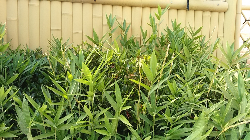 千木良茶道教室_31