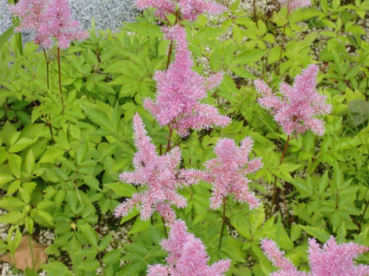 湯沢高原スキースクール