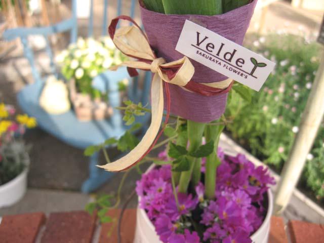 Ｖｅｌｄｅ桜屋