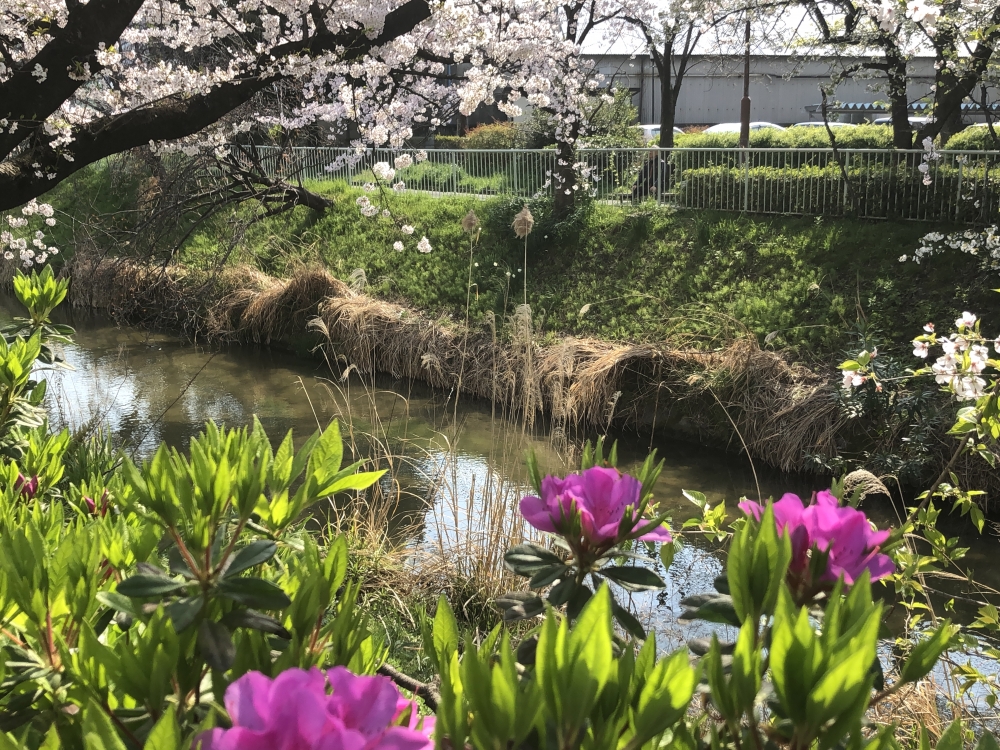 屋根のないラブネィチャーフィットネスジム黒川御用水路教室_2