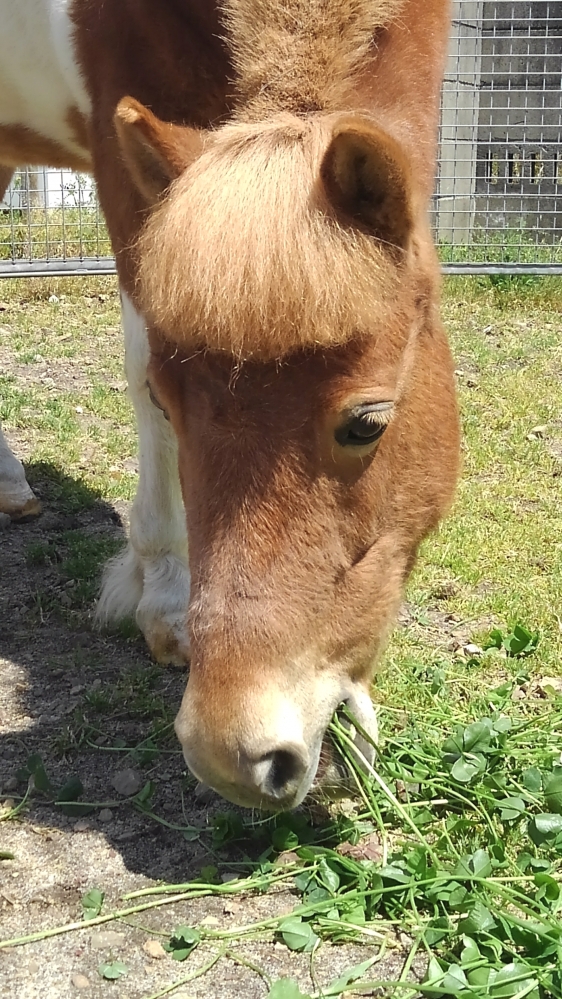 岐阜 ホースセラピー倶楽部