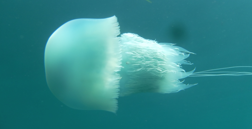 ファンキーダイビングワールドポパイズハウス_21