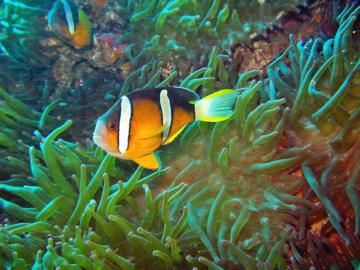 伊豆ダイビングスクールジェイズヘブン_3