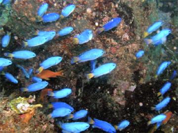 伊豆ダイビングスクールジェイズヘブン_2