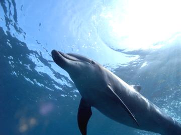 伊豆ダイビングスクールジェイズヘブン_1