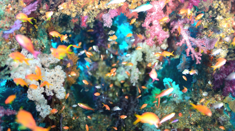 パパラギダイビングスクール　伊豆店_2