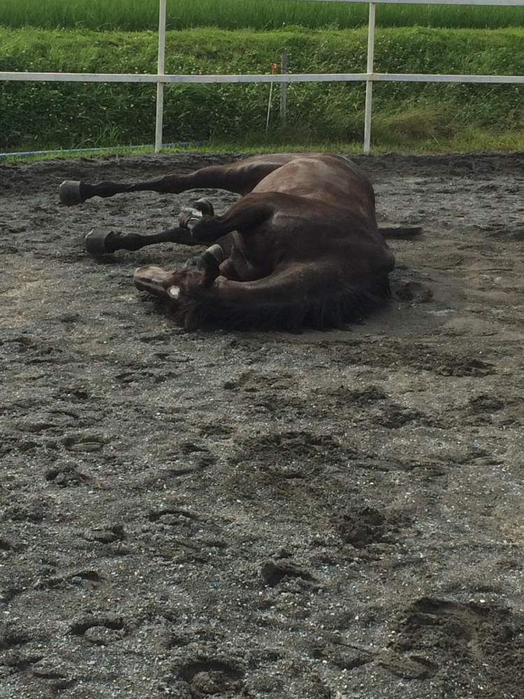 乗馬クラブ　ファナウステーブル_3