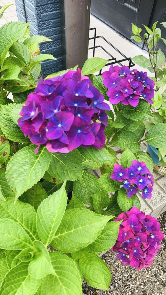 ゆみ先生のピアノ・おんぷ教室_4