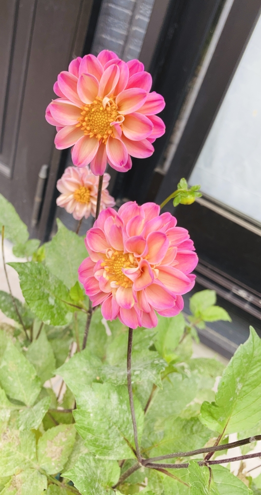 ゆみ先生のピアノ・おんぷ教室_3