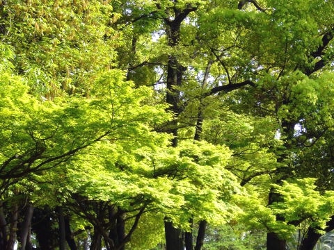 ヨガクラス Fleur de Lotus 〜フルールドロータス〜_1