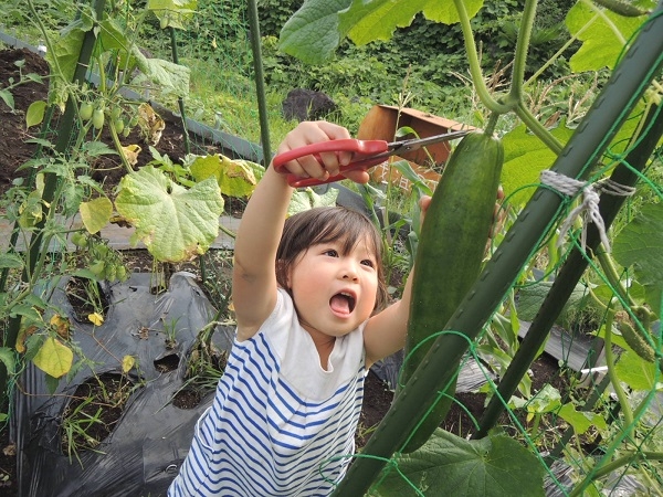 シェア畑　吹田岸辺_2