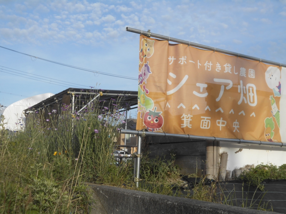 シェア畑 箕面中央