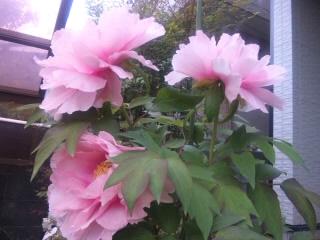 かわしま　ピアノ教室