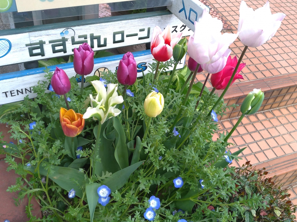 すずらんローンテニスクラブ_2