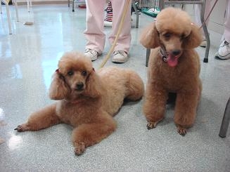 神戸ロイヤルグルーミング学院