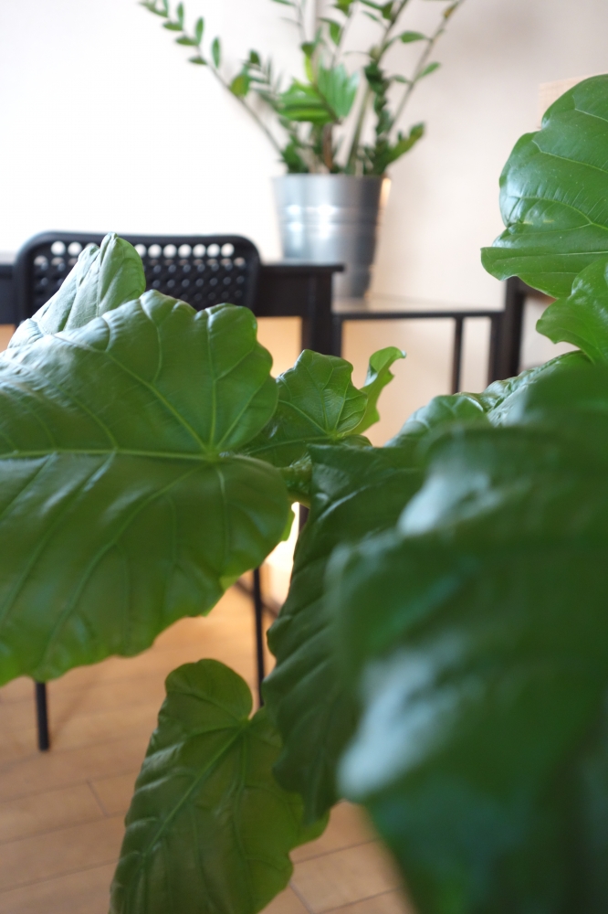 mixed　イングリッシュ・トレーニング・プログラム_1